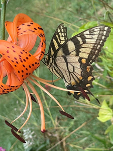 To a Butterfly - William Wordsworth
