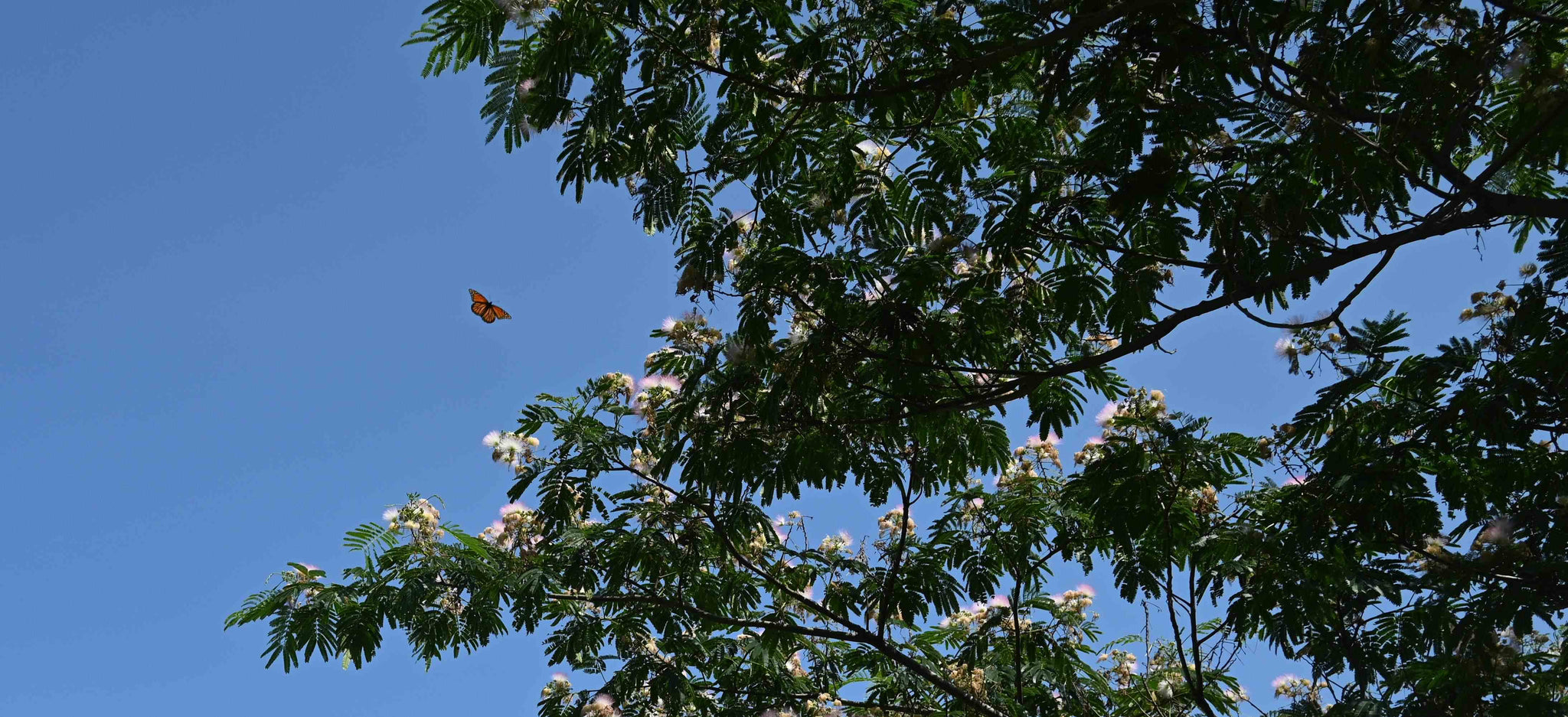 The Butterfly that Stamped by Rudyard Kipling