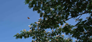 The Butterfly that Stamped by Rudyard Kipling