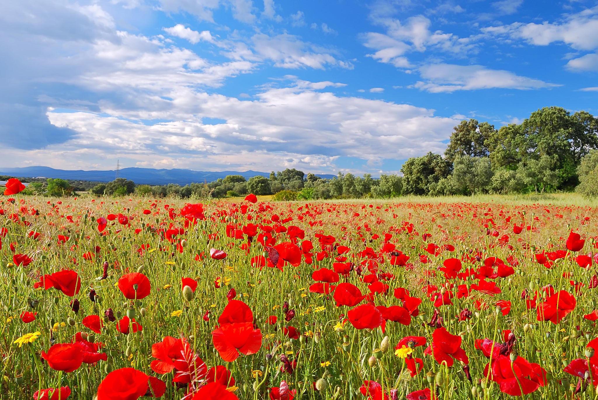The Soldier - Robert Frost