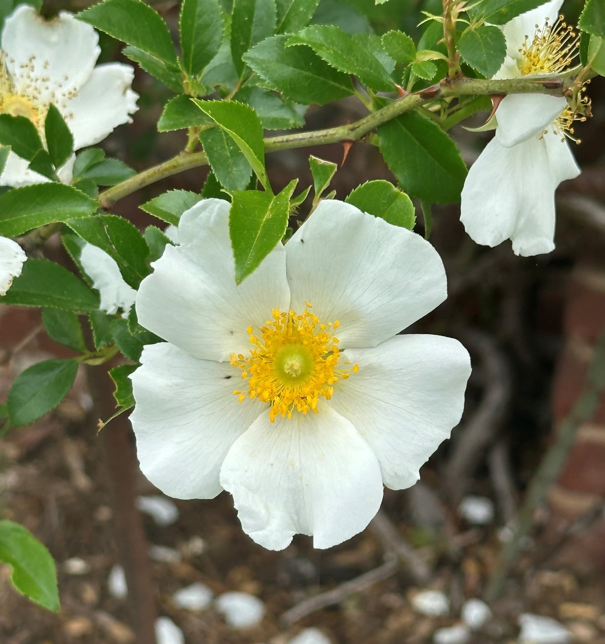 Meg Merrilies by John Keats