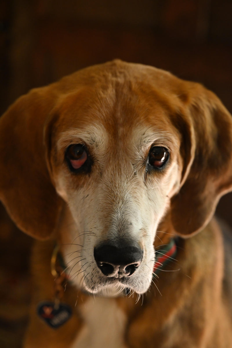 American Foxhound