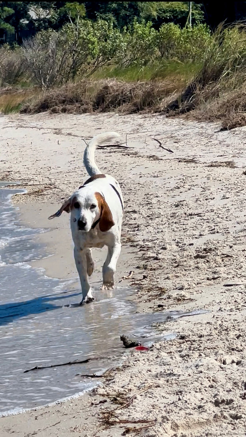 Dog walking on a sandy beach with water at the base of the sand