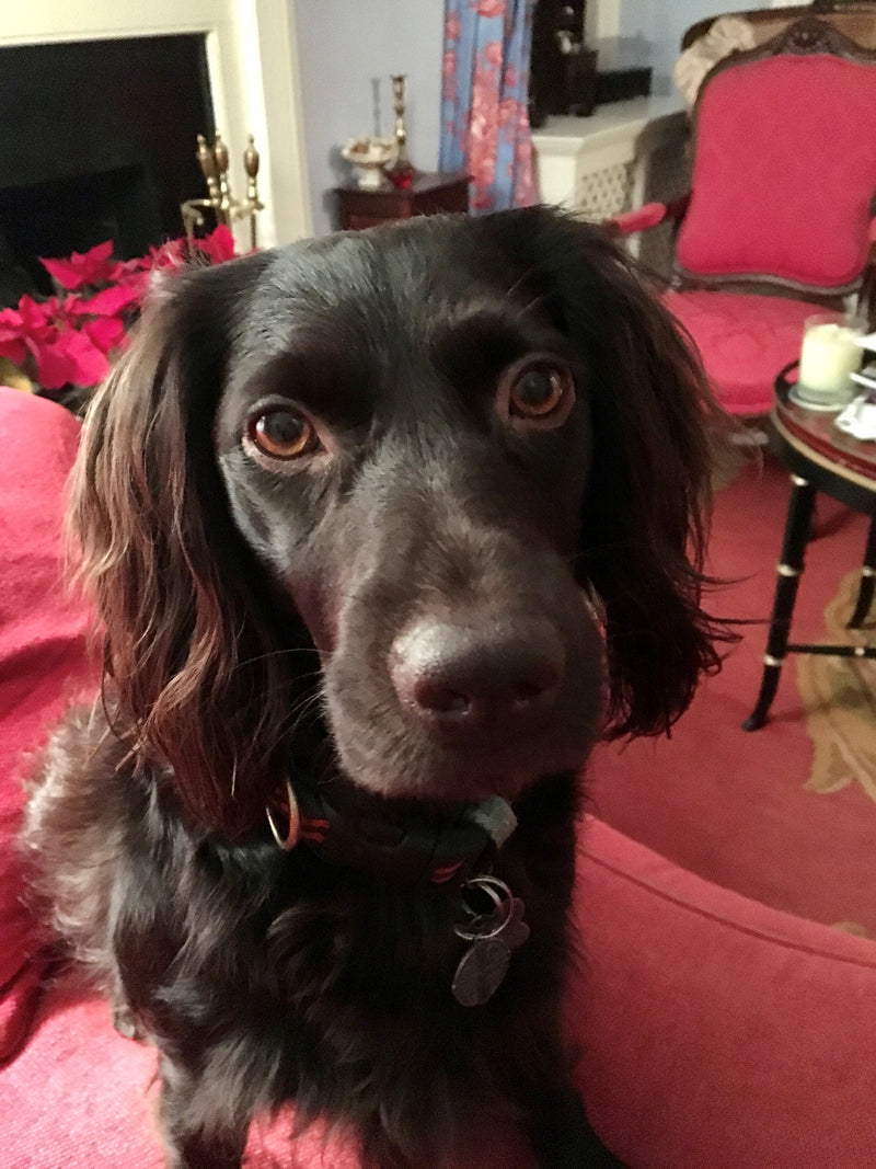Boykin Spaniel